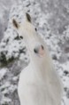 /album/galerie-photos/cheval-blanc-jpg/